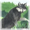 Gray Wolf