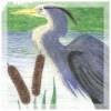 Great Blue Heron