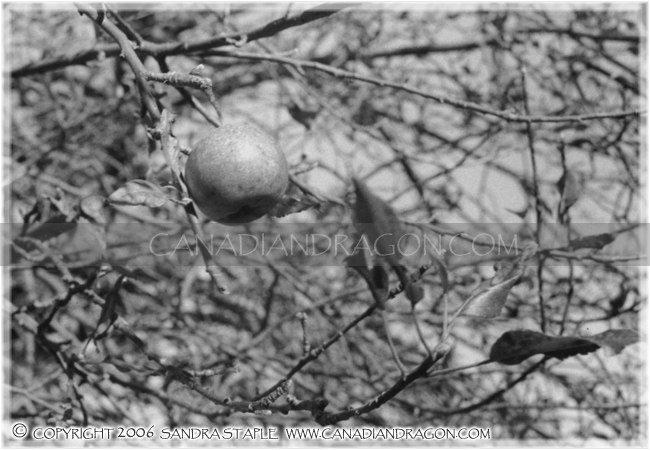 The Lone Apple