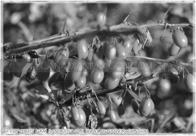 Autumn Berries