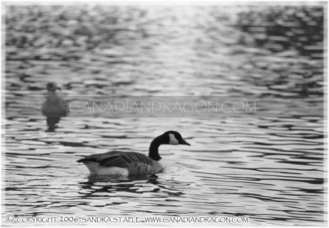 The Canada Goose