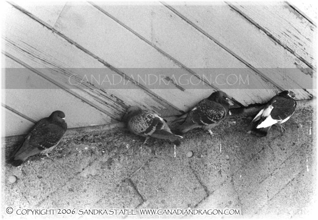 Pigeons at the Halifax Ferry