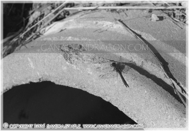 Resting Dragonfly