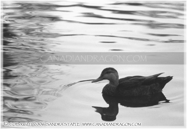Reflections of a Duck