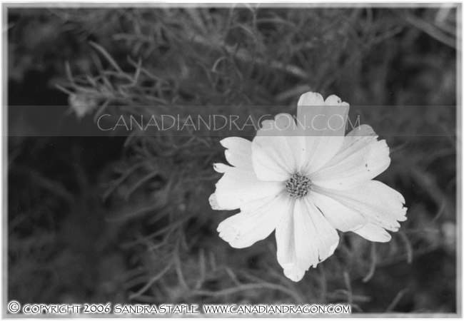 Late Summer's Blossom