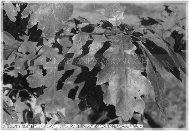 Oak Leaves