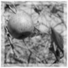 Lone Apple