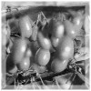Berries