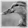 Brown Duck