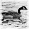 Canadian Goose