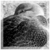 Cold Ducks