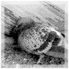 Roosting Pigeons