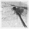 Dragon Fly