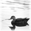 Duck on Water