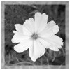 White Flower
