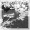 Leaves In Puddle
