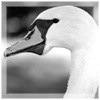 Mute Swan