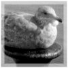 Sea Gull on Dock