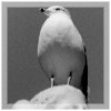 Sea Gull on Head