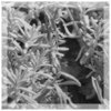 Silver Plant