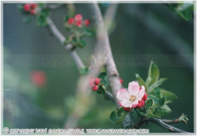 Apple Blossom