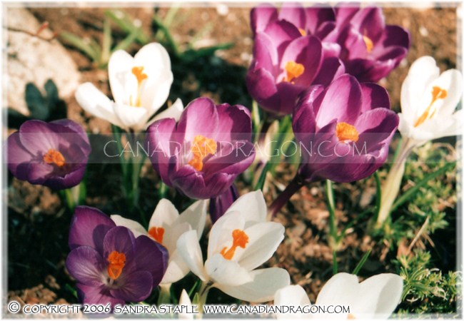 Crocus Garden