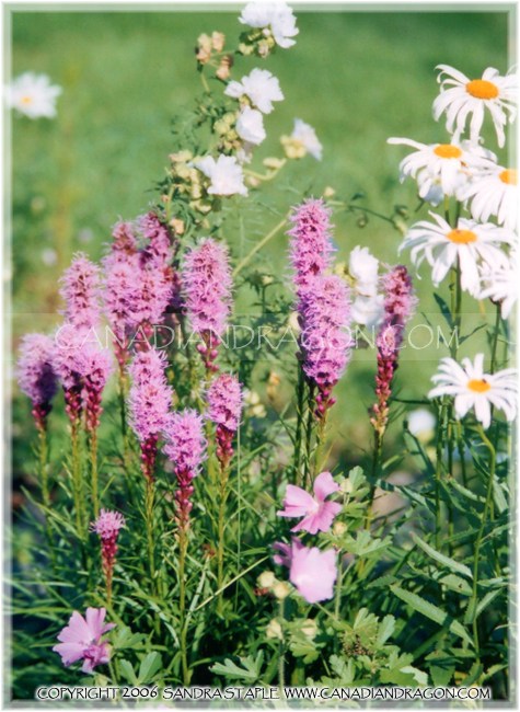 Liatris and Shasta Daisies