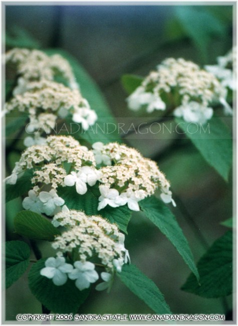 Snowball Bush Vibernum