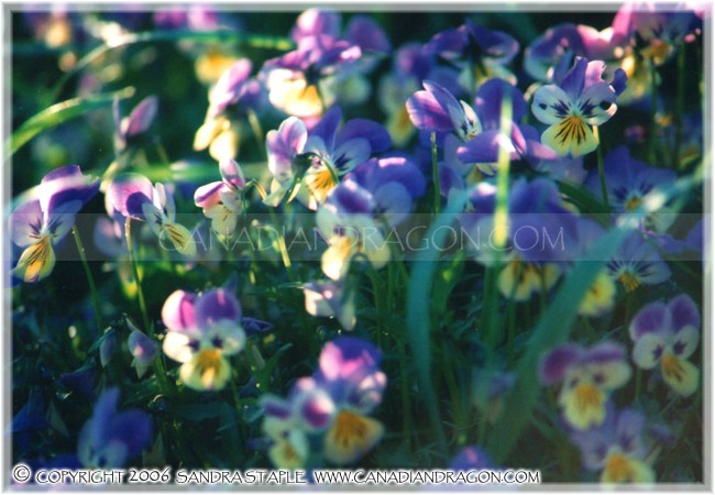 Wild Pansy