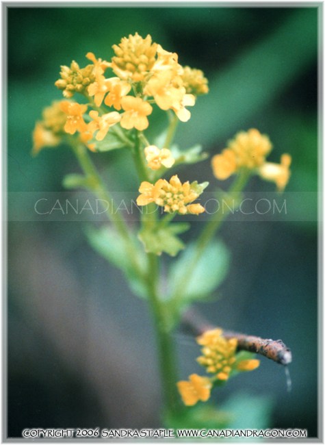 Yellow Winter Cress