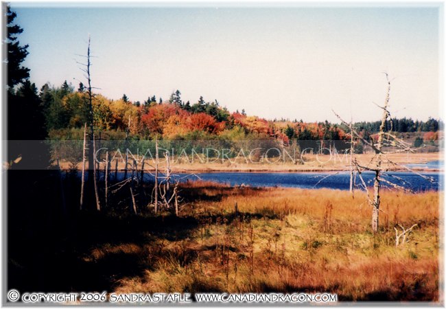 Autumn by the Eastern Shore
