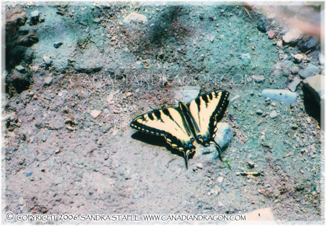 Canadian Tiger Swallowtail Butterfly