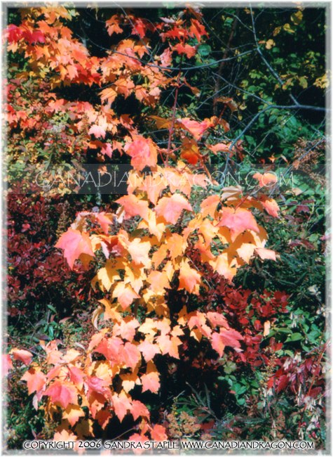 Autumn Maple Leaves