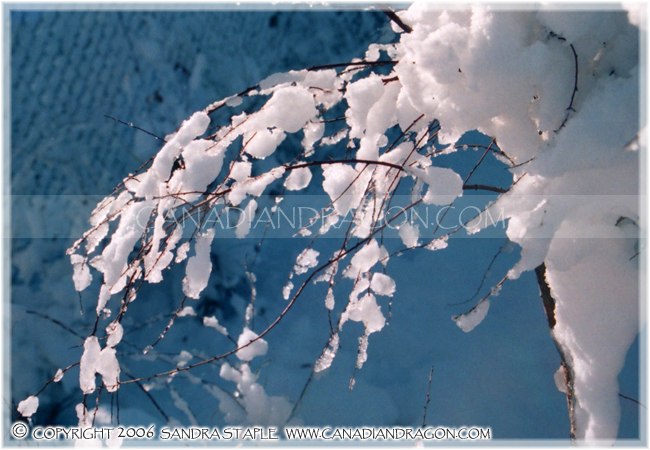 Snow Branch