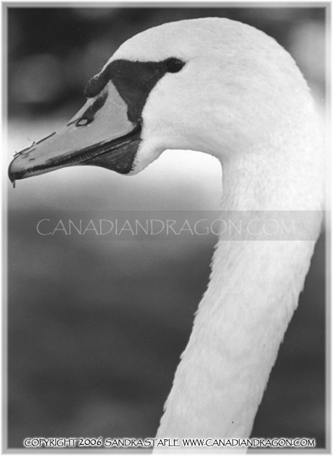 Mute Swan