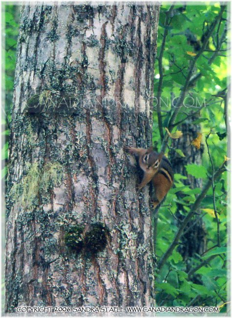 Chipmunk Saying Hello